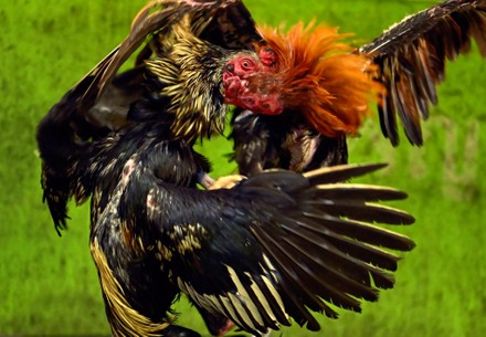 cockfight